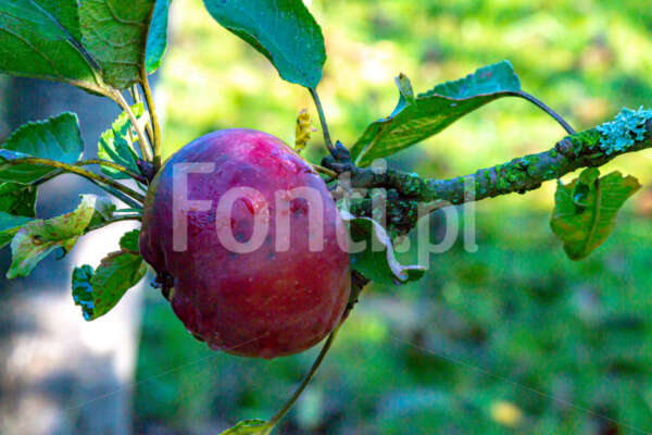 Jabłko w ogrodzie.jpg - Fonti.pl