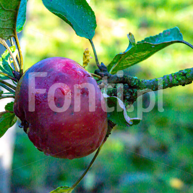 Jabłko w ogrodzie.jpg - Fonti.pl