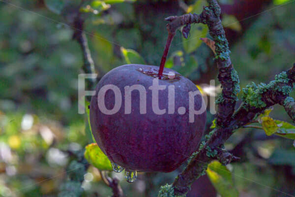 Jedno czerwone jabłko.jpg - Fonti.pl