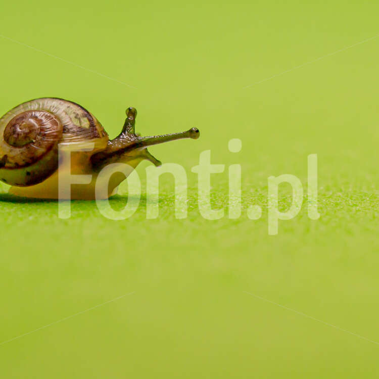 Mały ślimak na zielonym tle.jpg - Fonti.pl