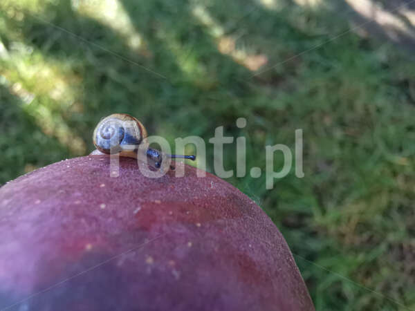 Wędrówka ślimaka wokół jabłka.jpg - Fonti.pl