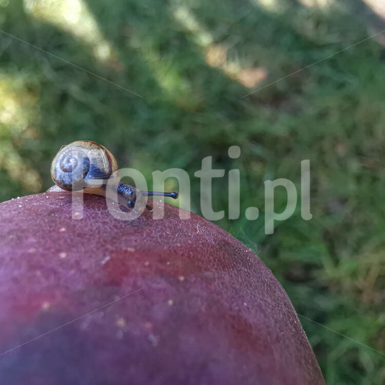 Wędrówka ślimaka wokół jabłka.jpg - Fonti.pl