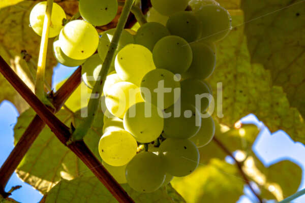 Zielone winogrona kaukaskie.jpg - Fonti.pl