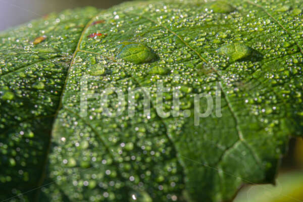 Zielony liśc z kroplami deszczu.jpg - Fonti.pl