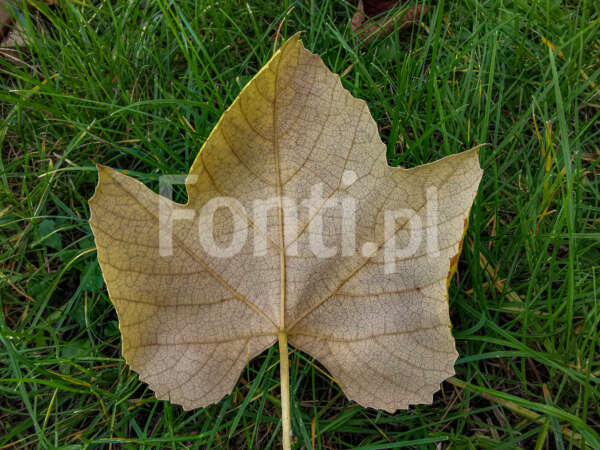 Zółty jesienny liść winigrona.jpg - Fonti.pl