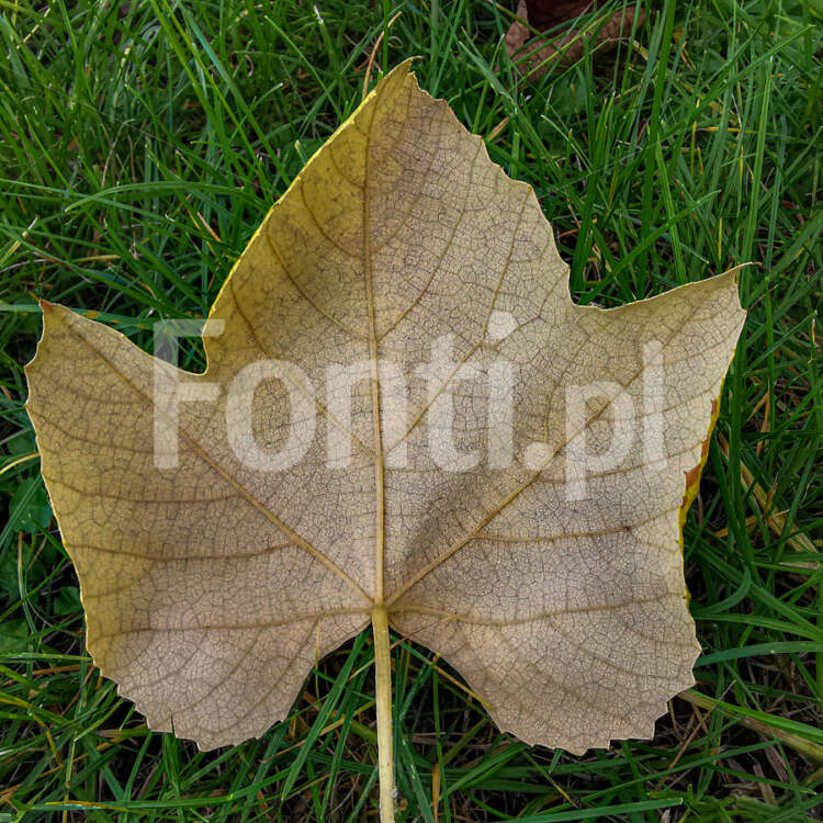 Zółty jesienny liść winigrona.jpg - Fonti.pl