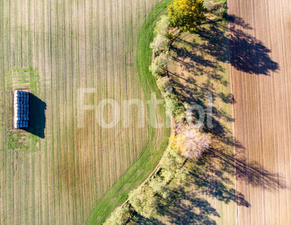 Cienie drzew.jpg - Fonti.pl