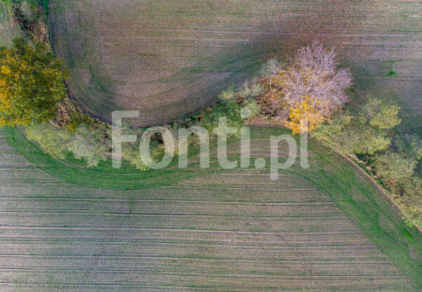 Polne drzewa.jpg - Fonti.pl