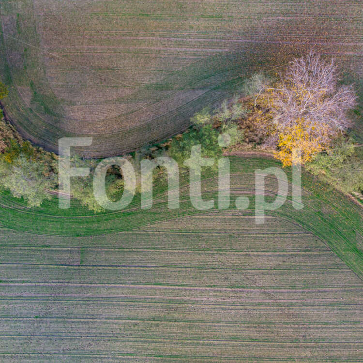 Polne drzewa.jpg - Fonti.pl