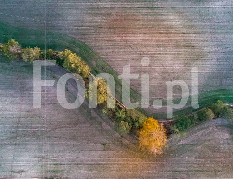 Polny wąż.jpg - Fonti.pl
