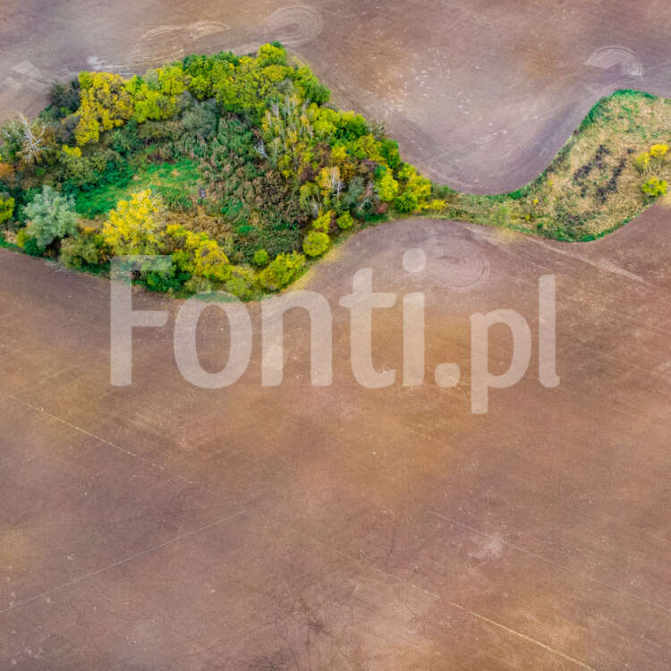 Ryba roślinna na polu.jpg - Fonti.pl